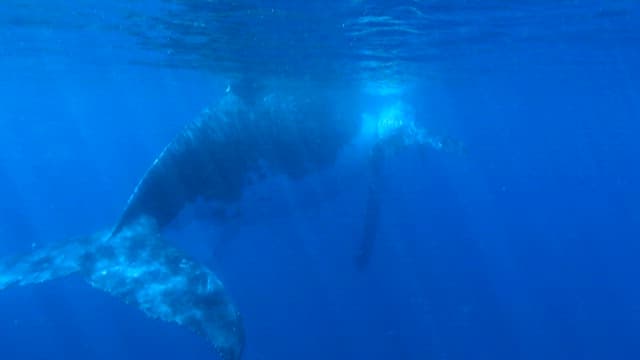 Majestic Whales Swimming Underwater