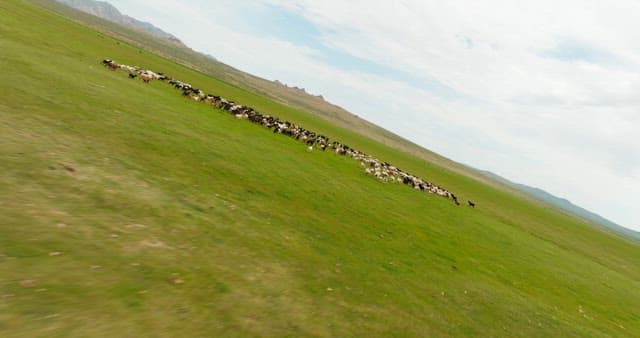 Herd of sheep and goats on a vast plain