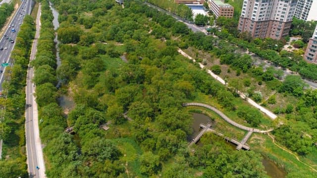 Urban Park Filled with Green Trees