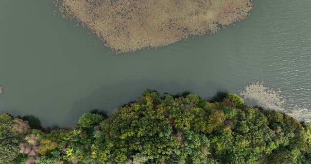 Serene lake with greenery