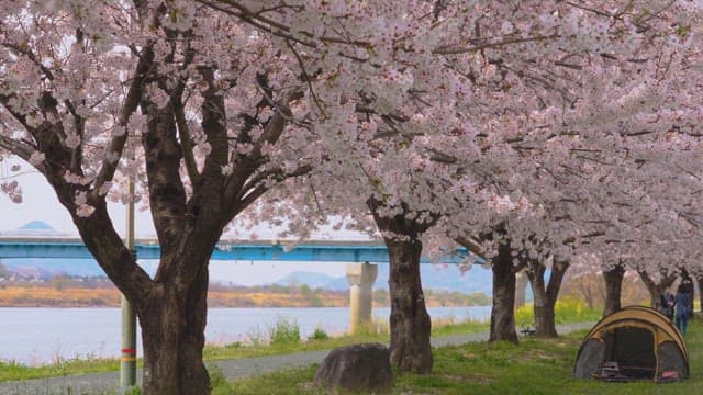 Cherry Blossoms by the River with Campers