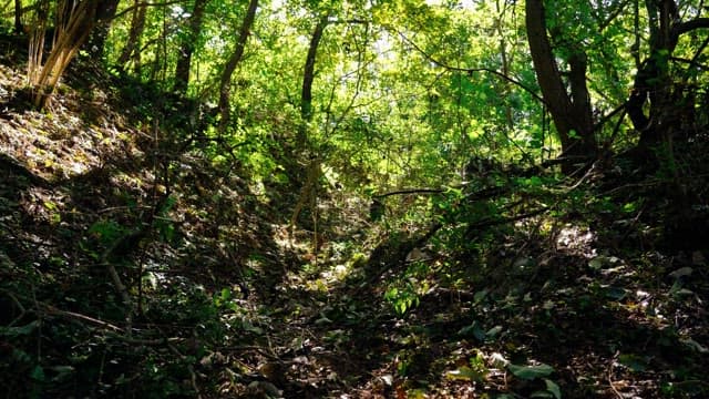 Forest path on a sunny day with green foliage