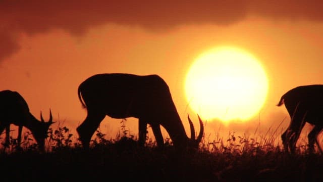 Silhouetted Animals Grazing at Sunset