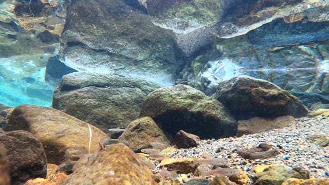 Fish in clear water with rocks