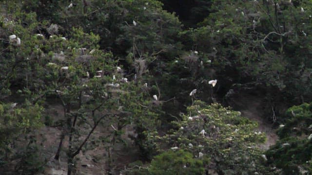 Birds nesting in a dense forest