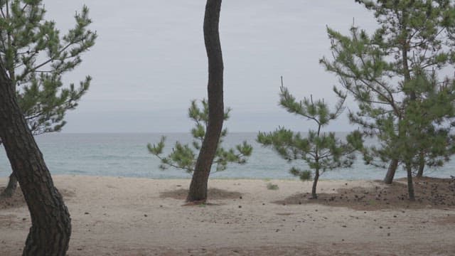 Pine Trees Next to a Calm Seaside