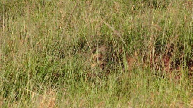Cheetah Cubs Playing in the Grass