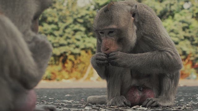 Monkey Eating Sunflower Seeds on the Street
