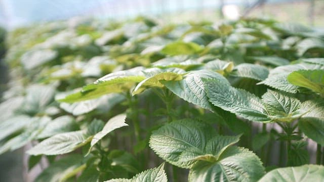 Fresh perilla leaves thriving in a greenhouse