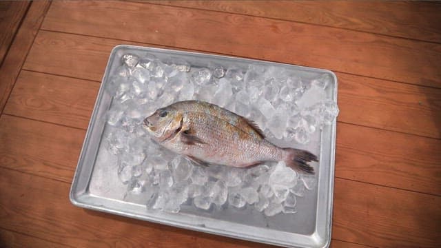 Sea bream placed on ice-filled trays to maintain freshness