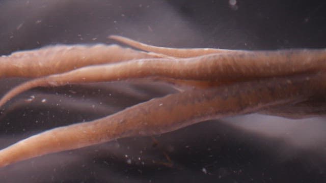 Legs of an octopus moving underwater
