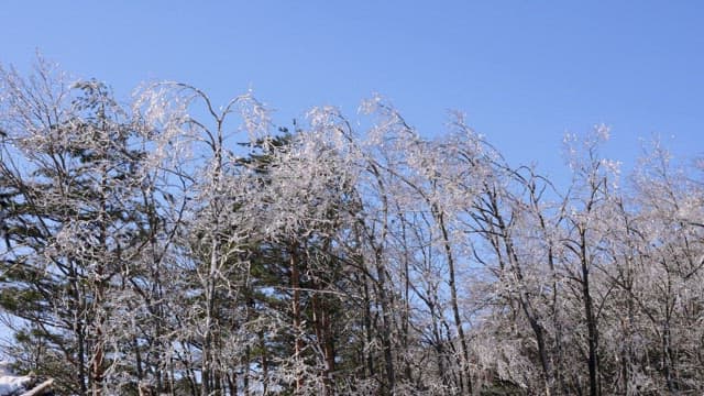 Snow-covered Trees Against Clear Blue Sky