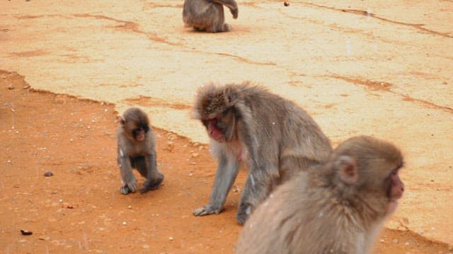 Monkeys foraging on the snowy ground