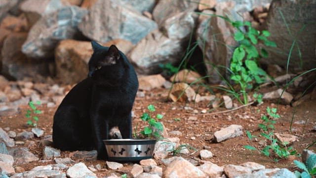 Black cat sitting by a food bowl