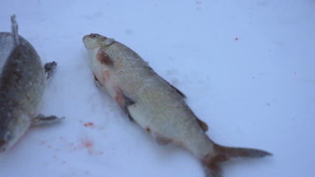 Fluttering Fish Lying on a Snowy Surface