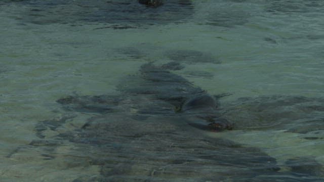 Seals Swimming in Clear Waters