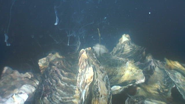 Close-up of the rough surface of an oyster in the sea