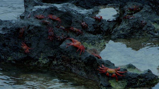 Bright red crab navigating volcanic rock