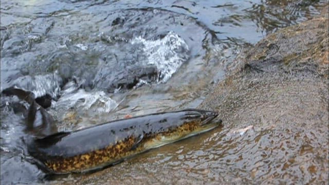 Eels coming out of the water to eat