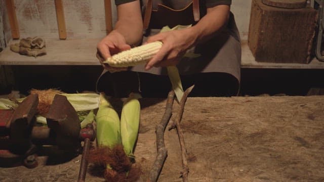 Person peeling corn in a rustic setting