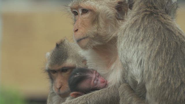 Monkey Nurturing Its Baby