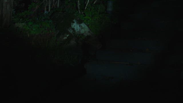 Nighttime outdoor staircase surrounded by foliage
