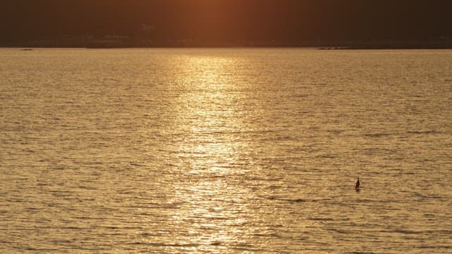 Silhouette of a Bird at Golden Sunset