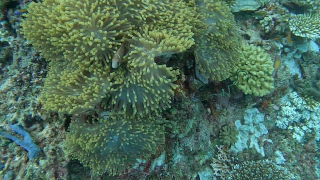 Clownfish swimming among sea anemones