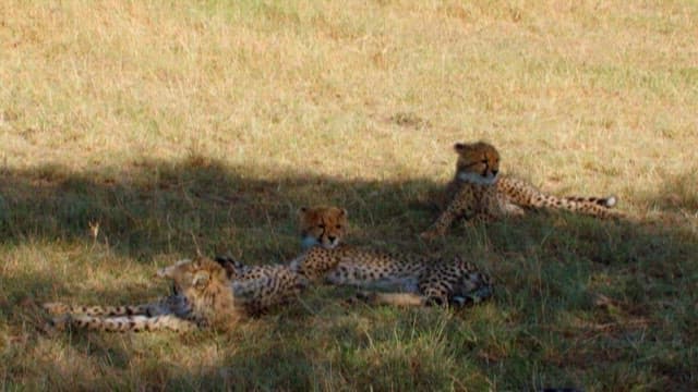 Cheetahs Resting in the Wild