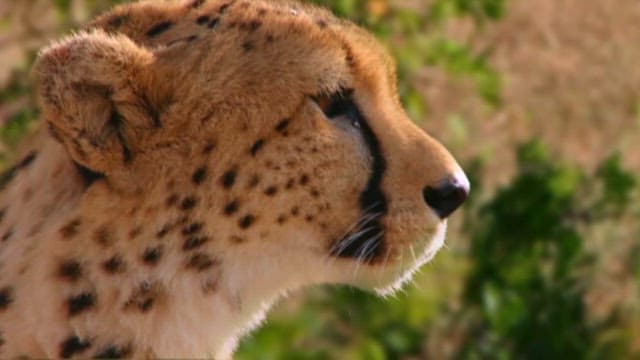 Cheetah Looking Around in the Grassland