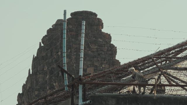 Dead Monkey on Old Barbed Wire
