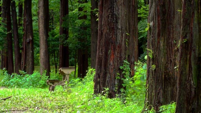Tranquil forest with tall trees and a bench