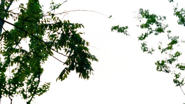 Green tree branches against a bright sky
