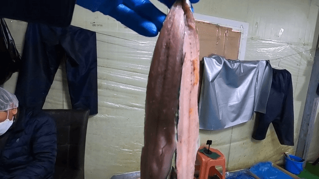 Person showing a trimmed fish