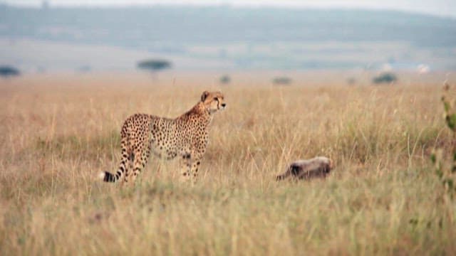 Cheetah Roaming in the Golden Grasslands
