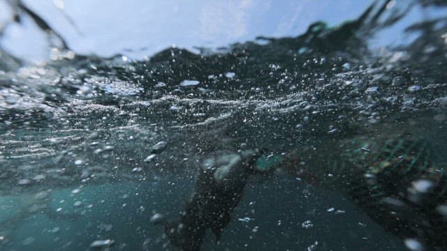 Female diver swimming in the sea holding a fishing net