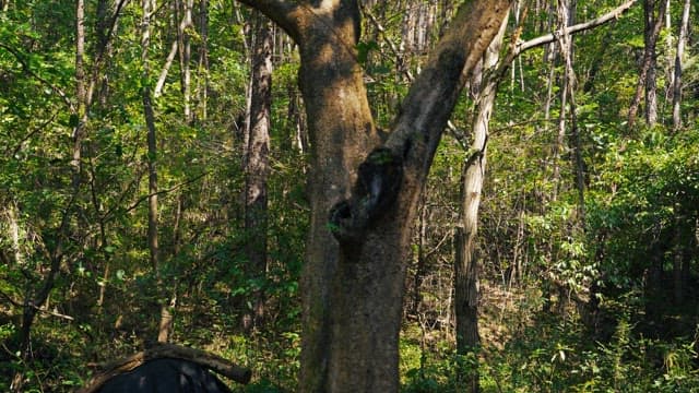Tranquil forest with sunlight filtering through the trees