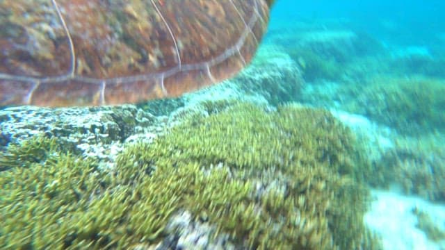 Sea turtle swimming underwater