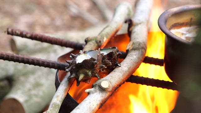 Cooking conch on an open fire outdoors