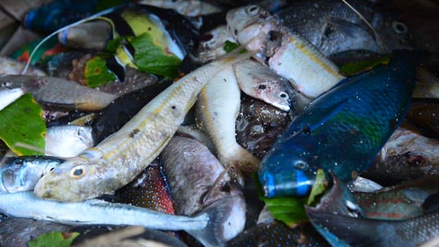 Various types of fish caught