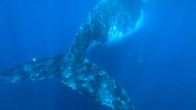 Majestic Whale Swimming Through Deep Blue Ocean
