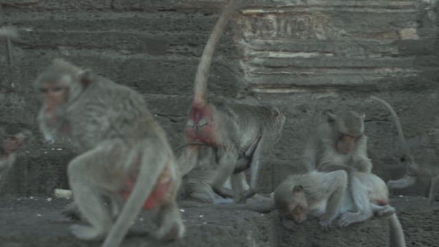 Group of Monkeys Playing on an Ancient Stone Structure in City
