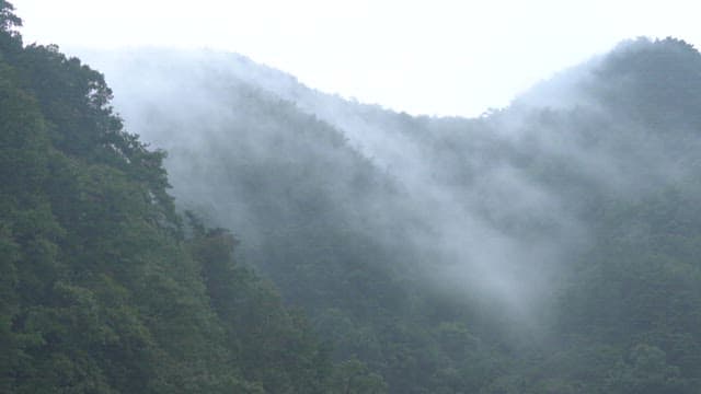 Morning Fog Surrounded by the Lush and Green Mountains