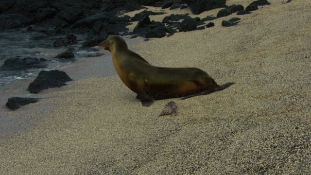 Seal resting on a beach with crashing waves