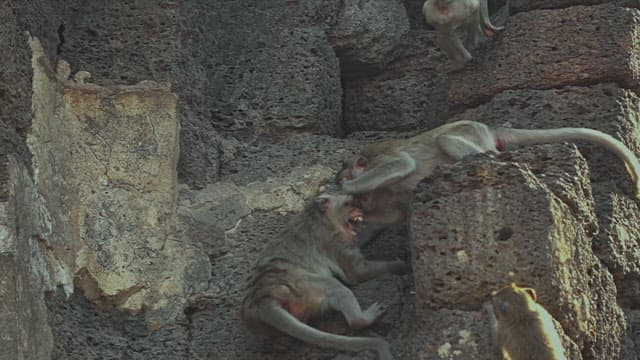 Monkeys Playing on a Stone Structure in Ancient Temple