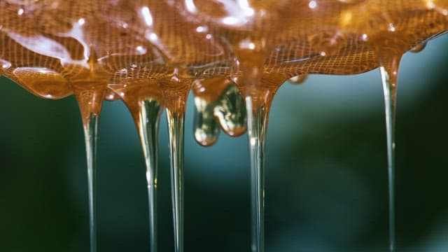 Honey Dripping From a Fabric Sifter