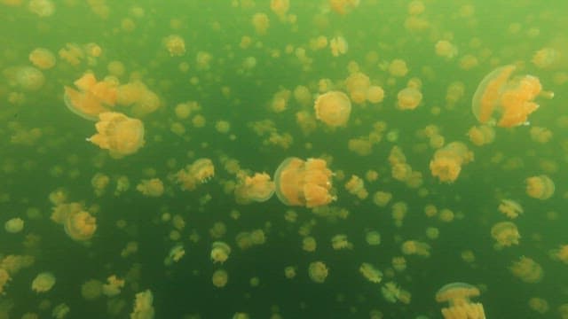 Jellyfish gently drifting in the lake