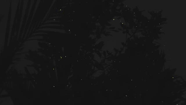 Fireflies Illuminating the Dark Forest at Night