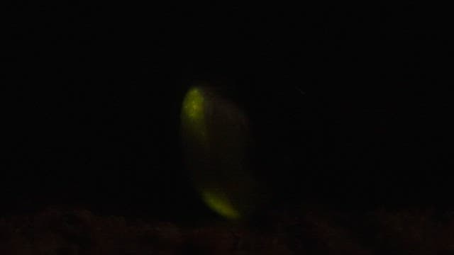 Fireflies that light up the darkness with green light on the blades of grass