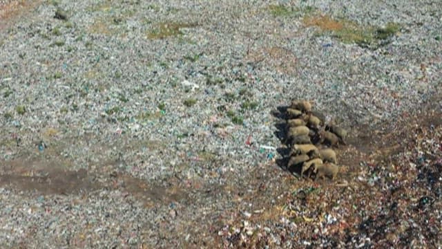 Landfill with elephants